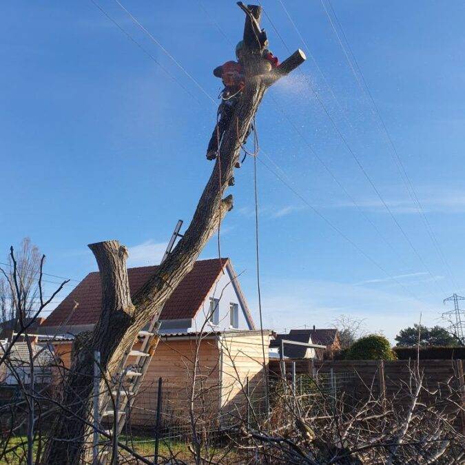 Aménagement, élagage, pavage Riedisheim 2
